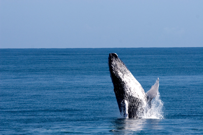 Whale Watching in Samana, Dom Rep